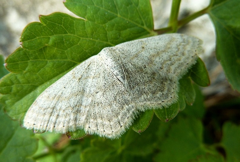 Scopula immutata?